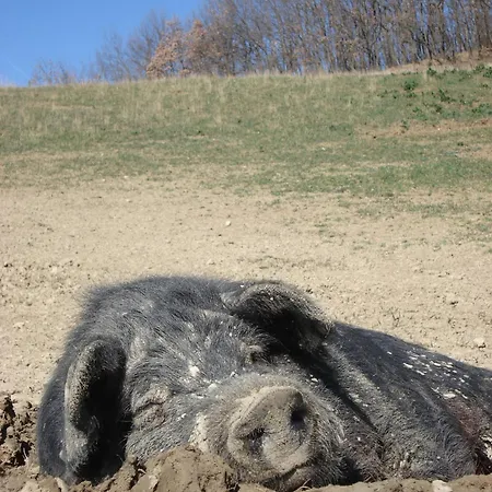 ベッド・アンド・ブレックファスト Amerigo Savigno