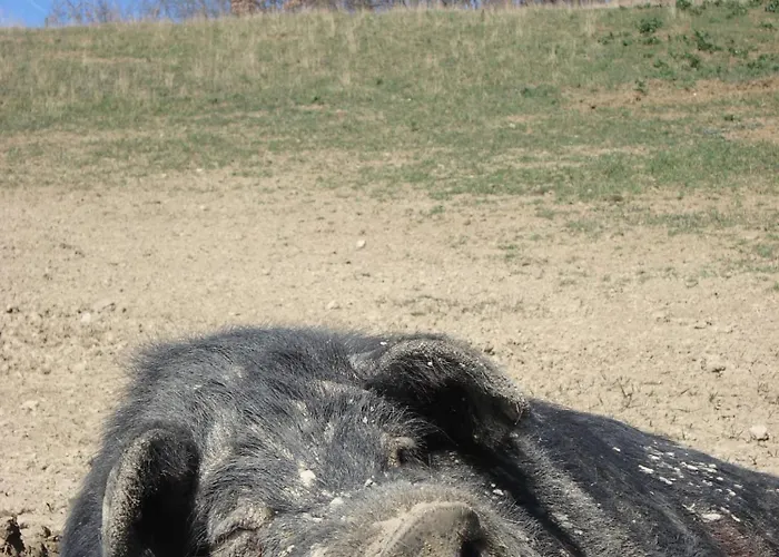 Oda ve Kahvaltı Amerigo Savigno