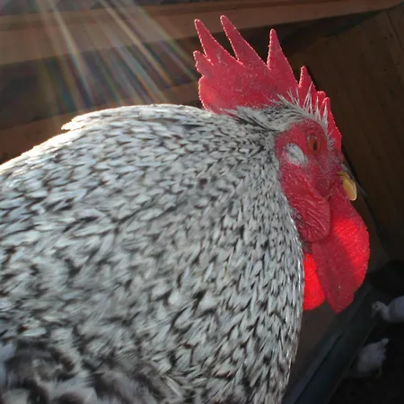 Bed and Breakfast Amerigo