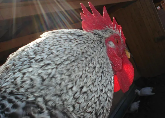 Bed & Breakfast Amerigo